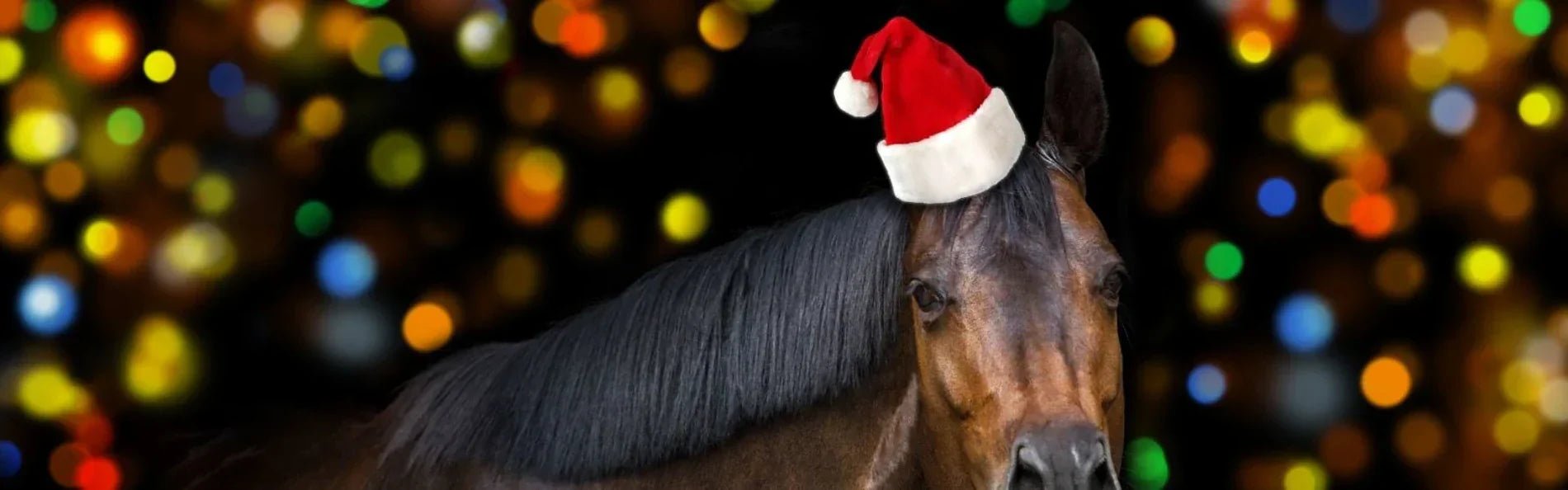 10 Adorable Christmas Horse Videos You'll Want To Watch - Equetech
