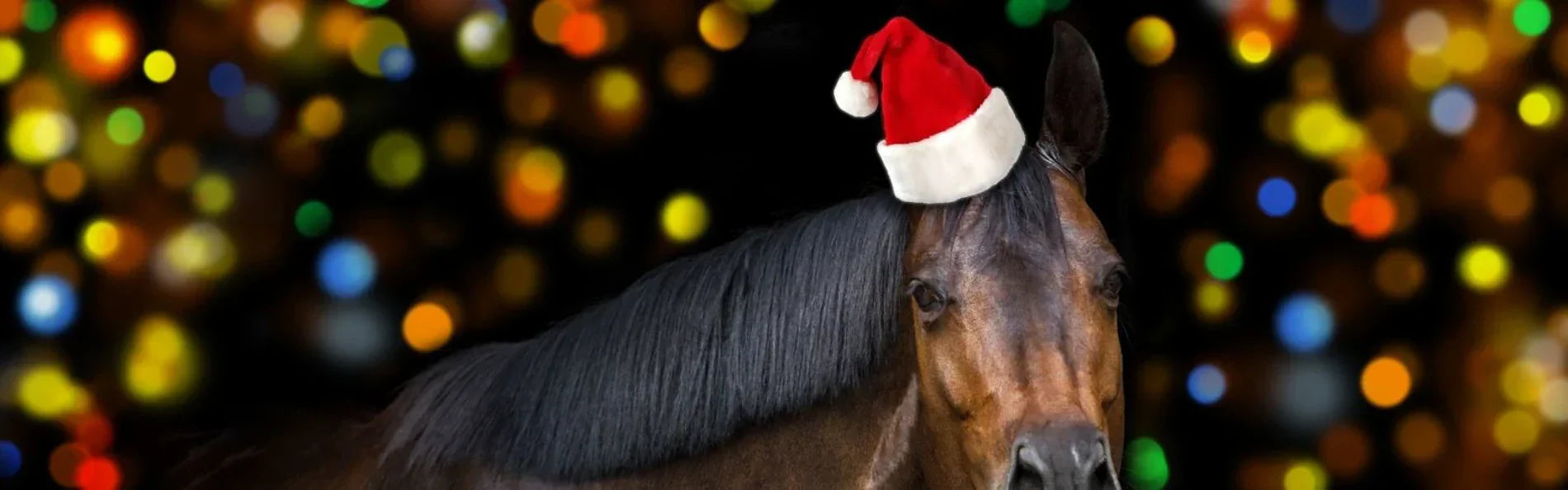 10 Adorable Christmas Horse Videos You'll Want To Watch