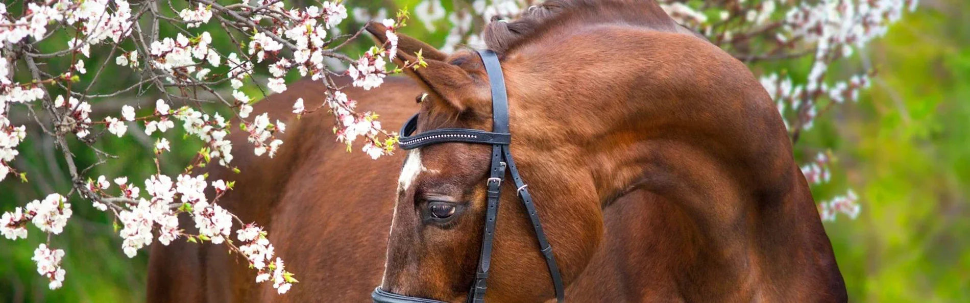 7 Horsey Reasons Why Equestrians Love Spring