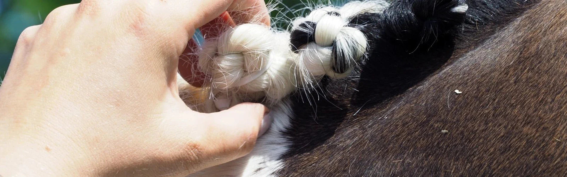 Laura's Dressage Outing - March 2018