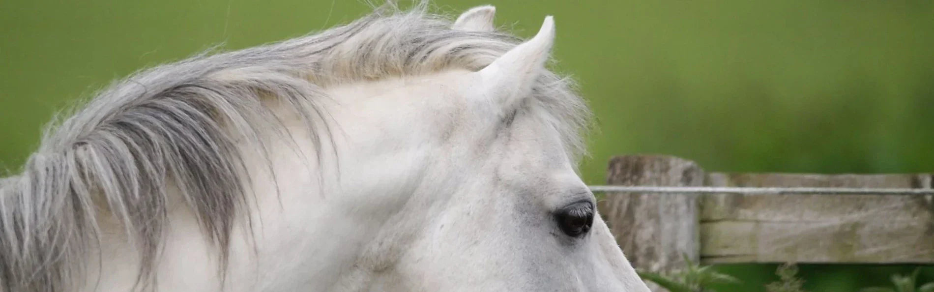 Is Your Horse a Halloween Sinner or an All Saints Day Saint?