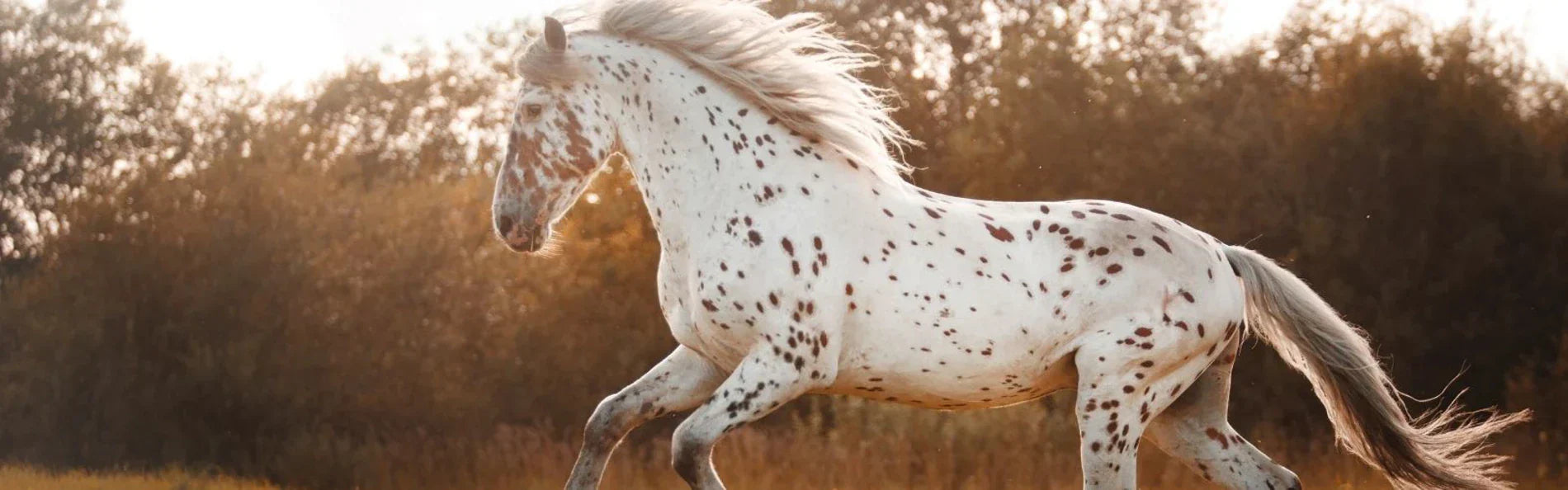 What Do Horse Riders Wear In The Summer?