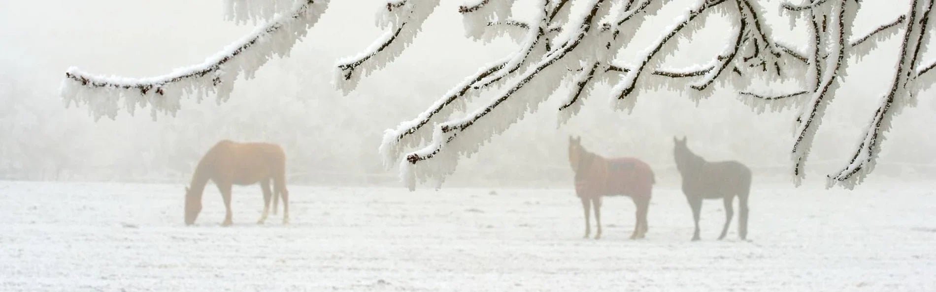 5 Tips For Surviving Winter - Equetech