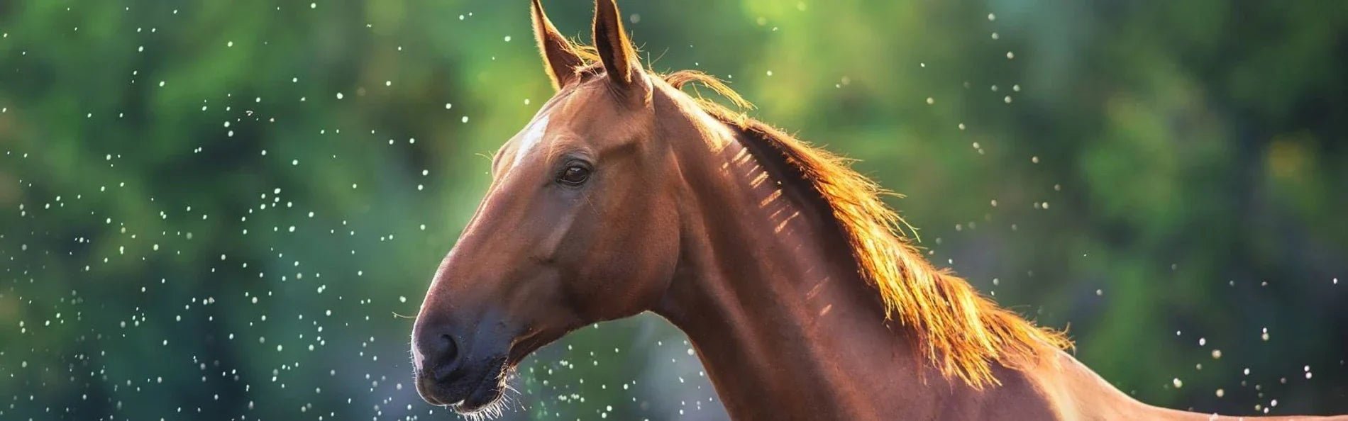 6 Rider Tips To Keep Your Cool As Temperatures Rise - Equetech
