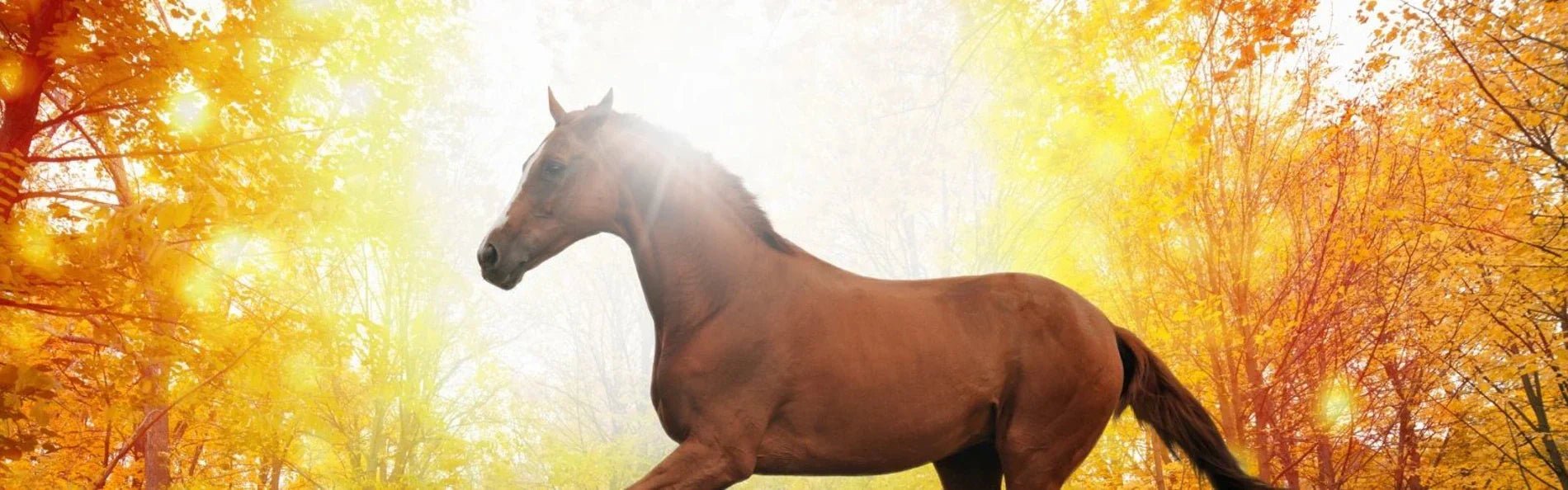 Autumn Delights For Horse Owners: 10 Reasons To Love Autumn - Equetech