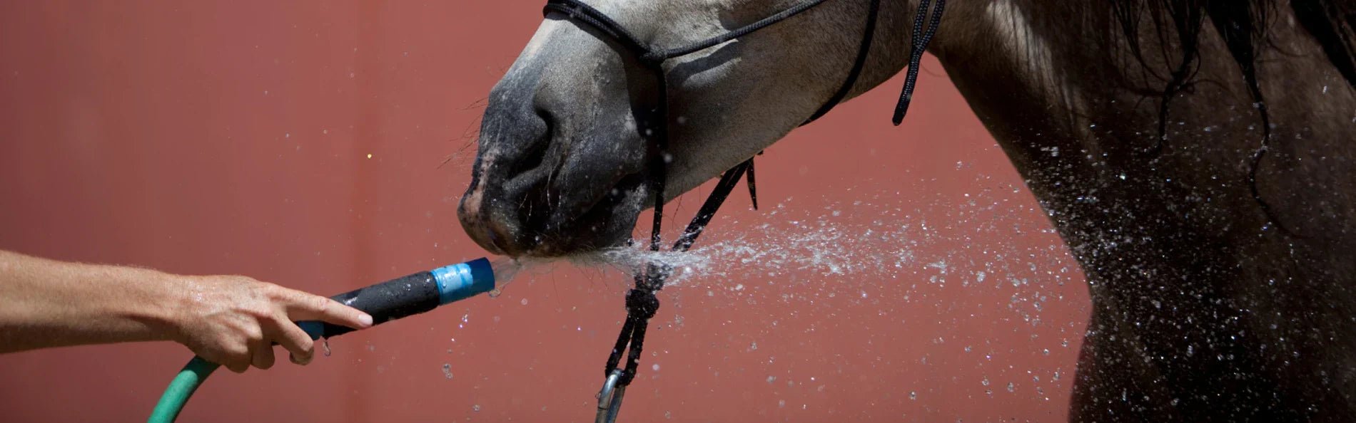 Expert Cooling Tips For Horses In Hot Weather - Equetech