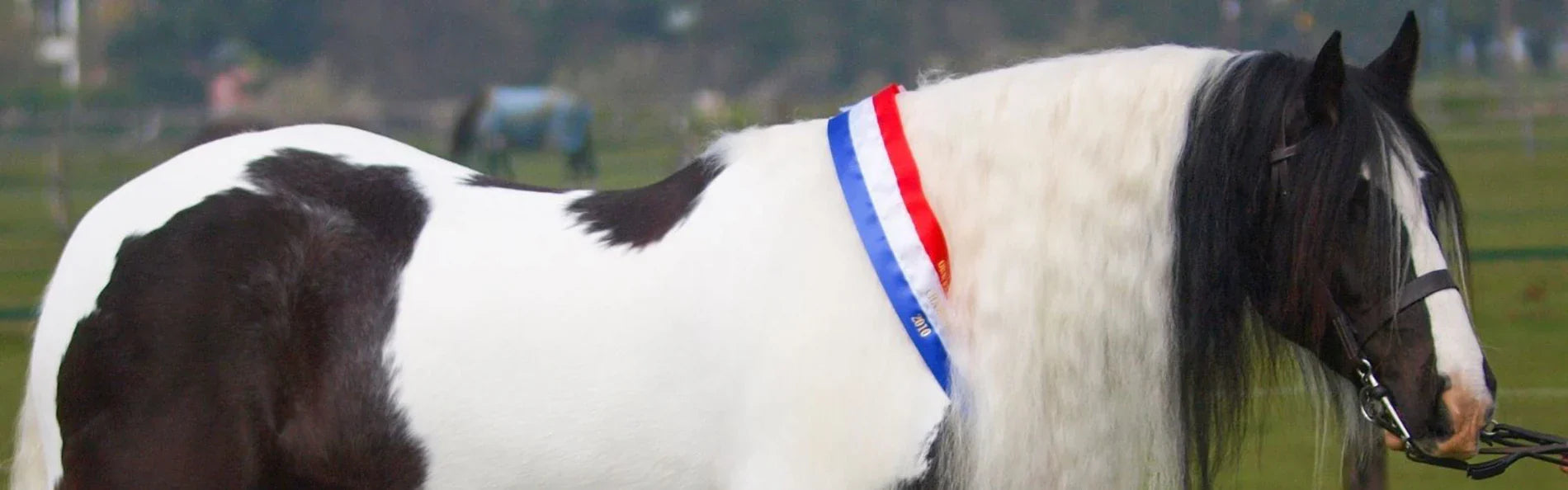 Professional Show Rider Reveals 9 Winning Showing Tips