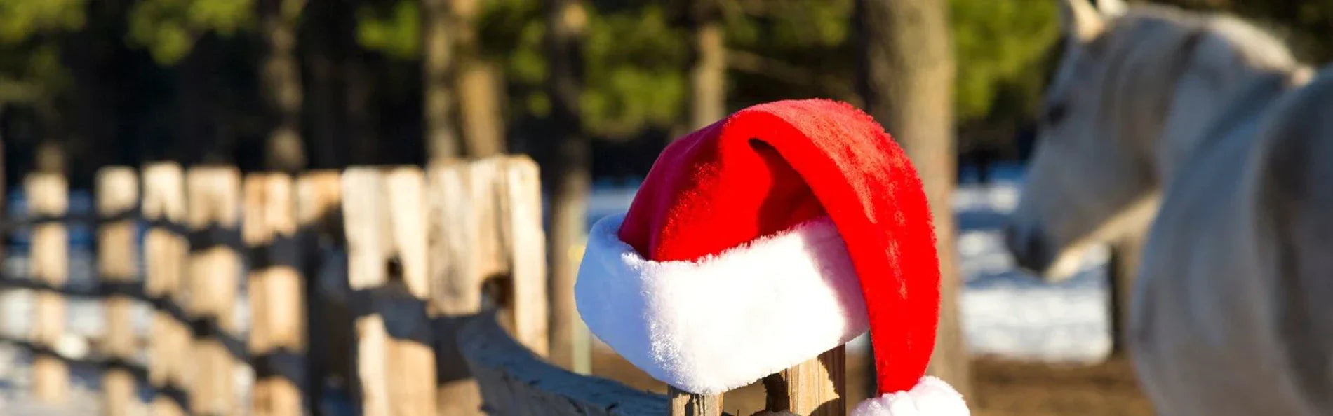 6 Things To Do With Your Horse This Christmas!
