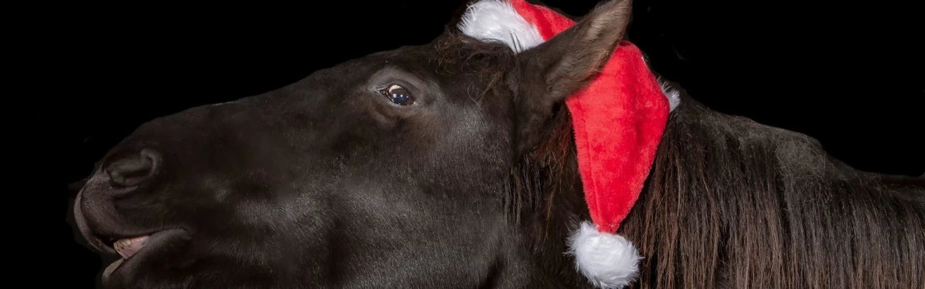 Christmas Horse Accessories You'll Love