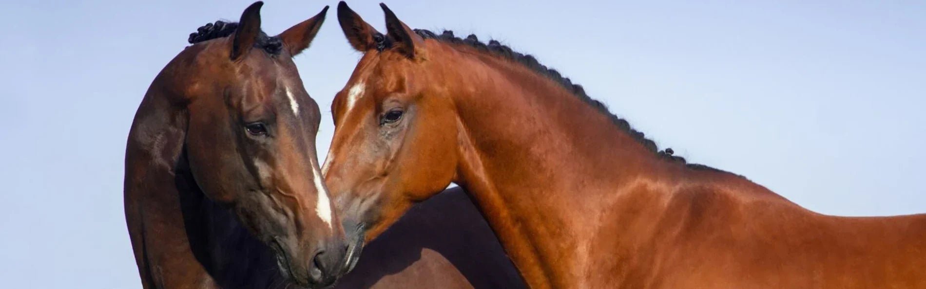 Reasons To Love Horses This Valentines ❤️ - Equetech