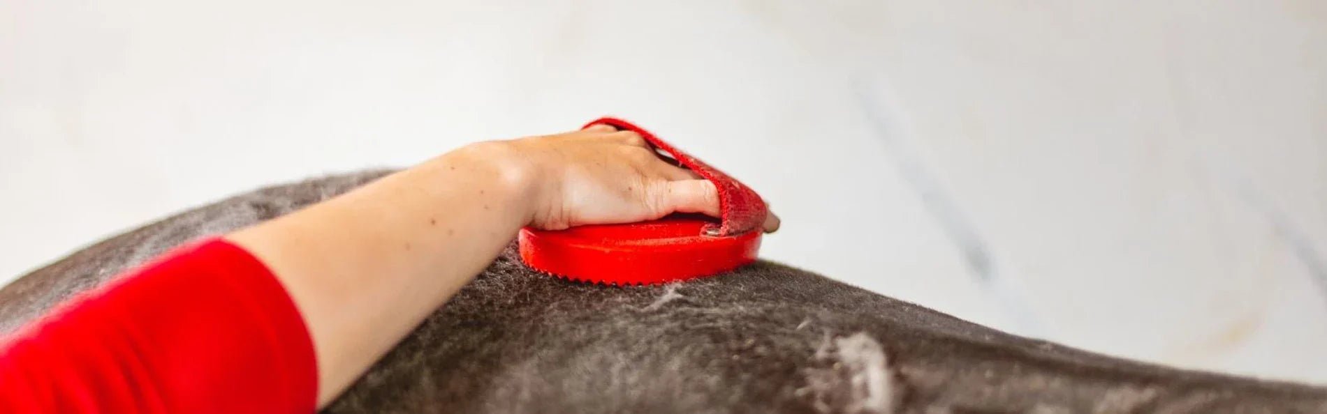Super Groom Tips To Help Your Horse Shine - Equetech
