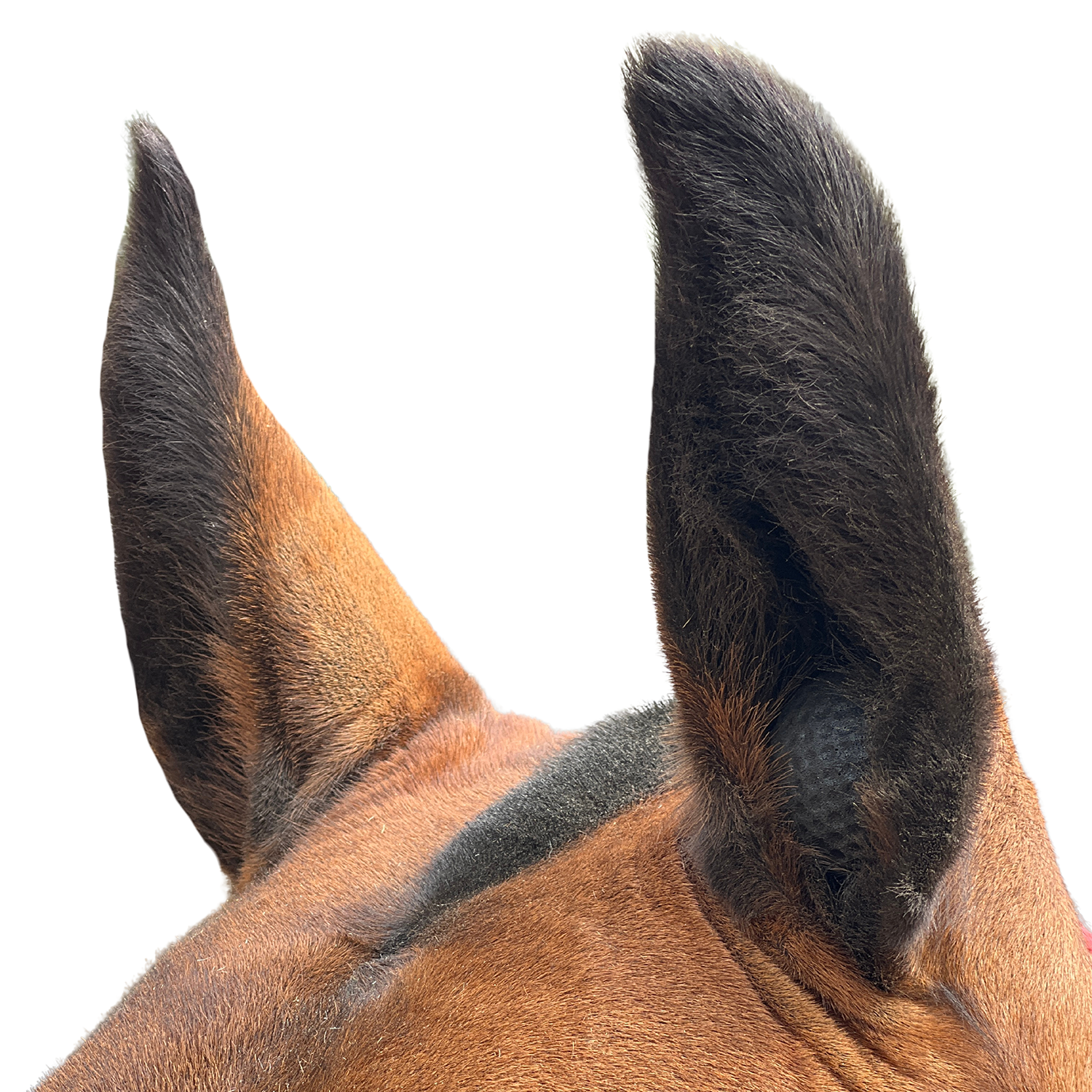 Equine Orbs - Performance Ear Plugs
