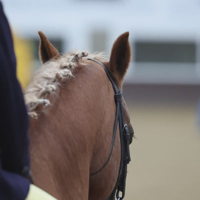 Equetech Crystal Showing Number Clips