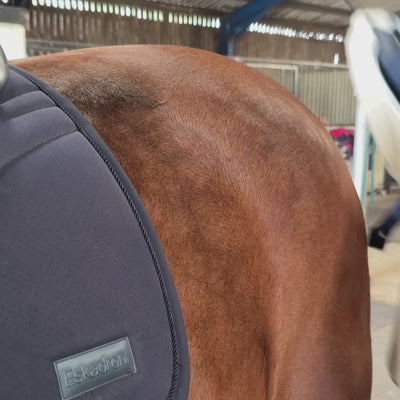 Bay horse with Equetech Horse Quarter Sheet to the horses back